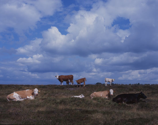 Nederland fotografie